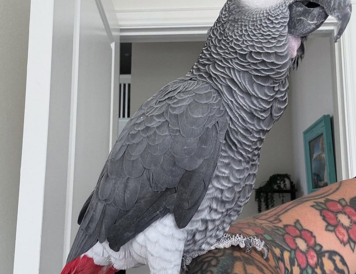 Andy, a hand-reared captive-bred Congo African grey parrot, 0 weeks old