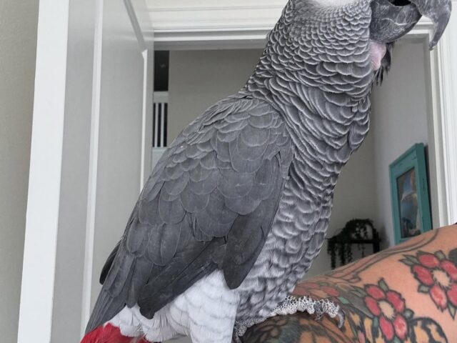 Andy, a hand-reared captive-bred Congo African grey parrot, 0 weeks old