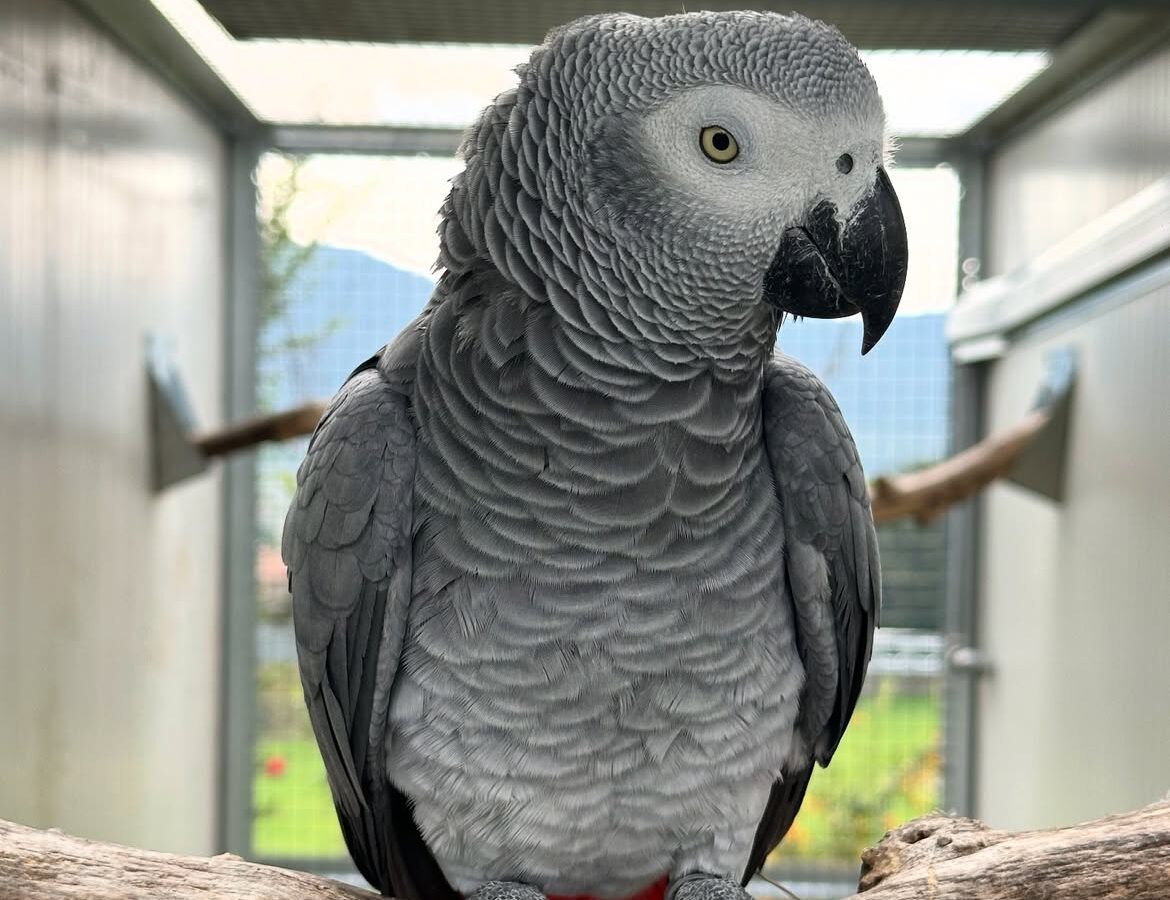 Mafits, a hand-reared captive-bred Congo African grey parrot, 0 weeks old
