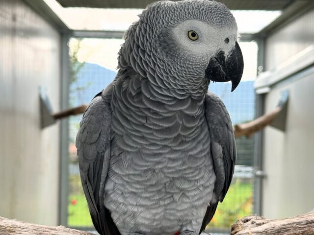 Mafits, a hand-reared captive-bred Congo African grey parrot, 0 weeks old