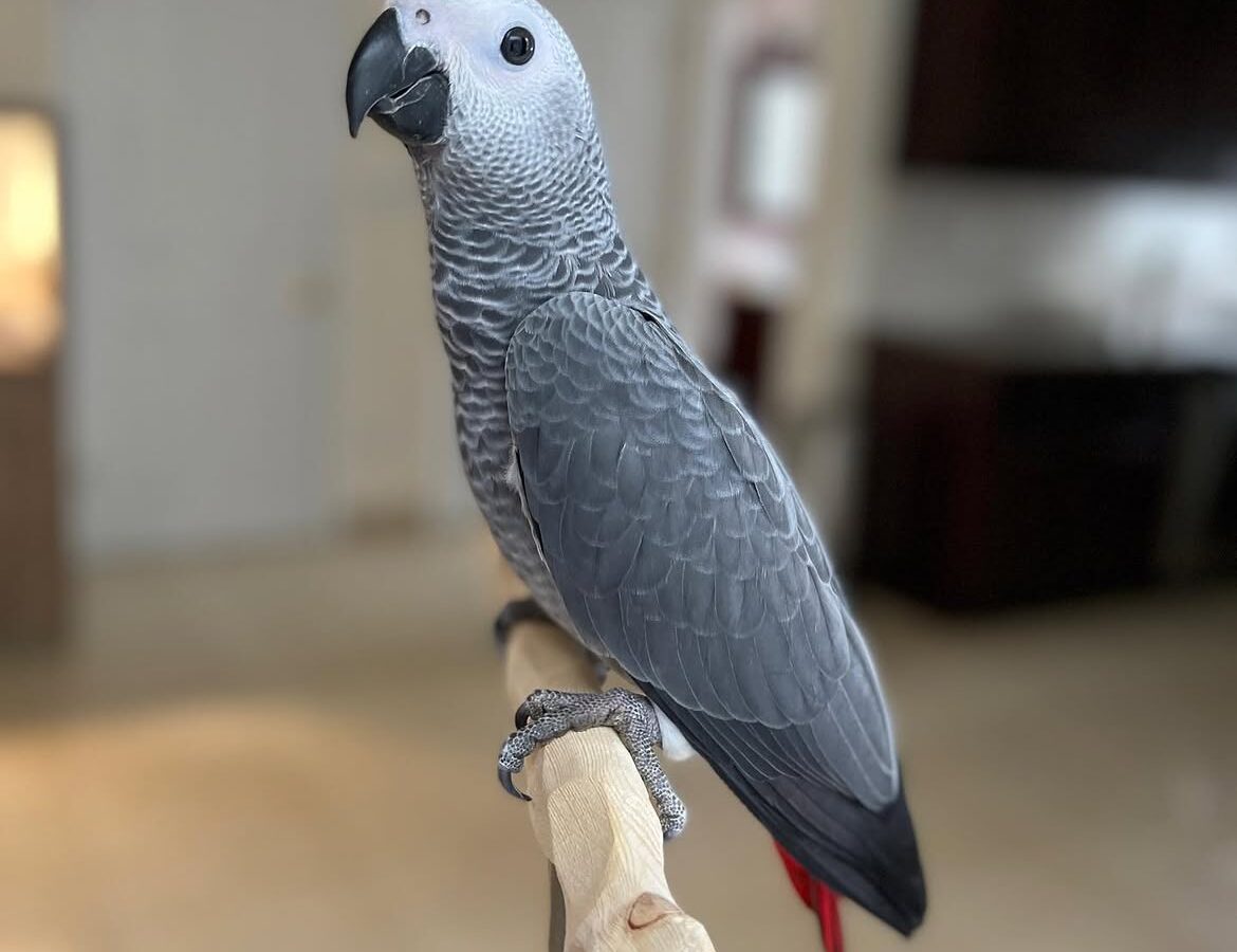 Lily, a Congo African grey parrot at Grey Haven Aviary