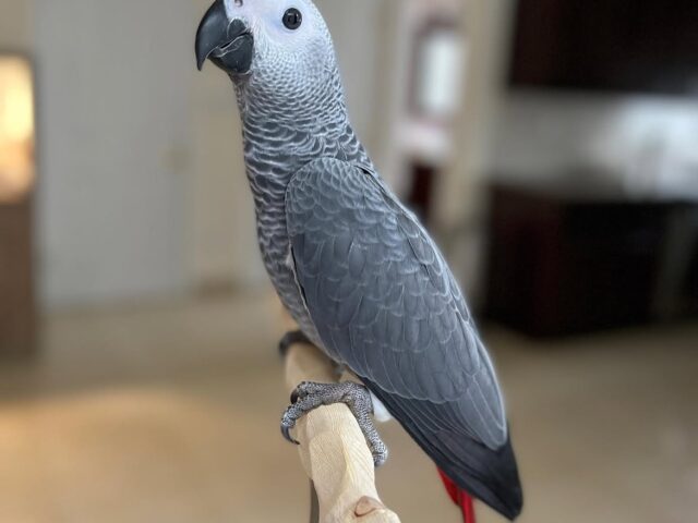 Lily, a Congo African grey parrot at Grey Haven Aviary