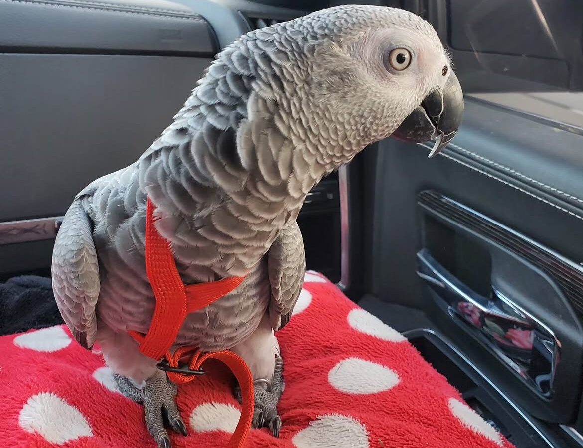 Morgan, a hand-reared captive-bred Congo African grey parrot, 17 weeks old