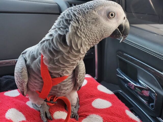 Morgan, a hand-reared captive-bred Congo African grey parrot, 17 weeks old