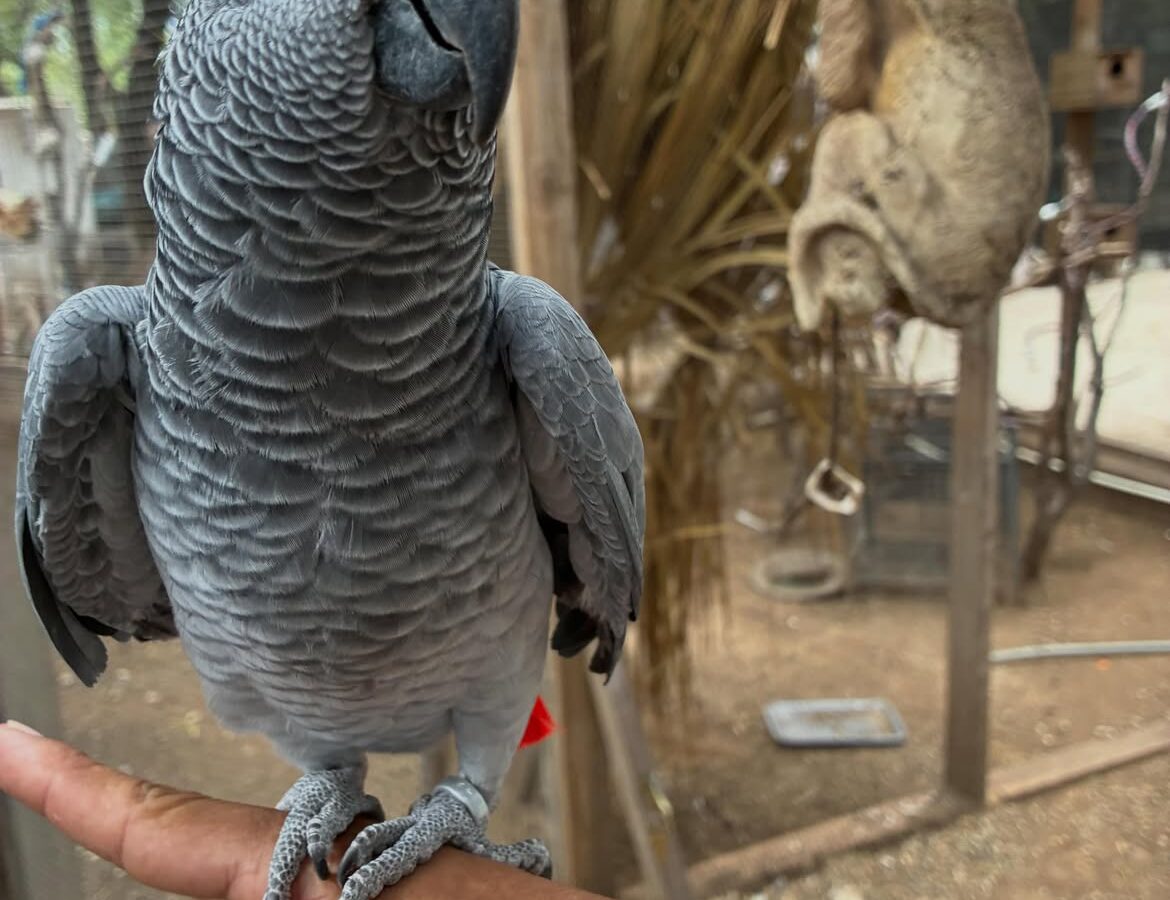 Rex, a hand-reared captive-bred Congo African grey parrot, 0 weeks old