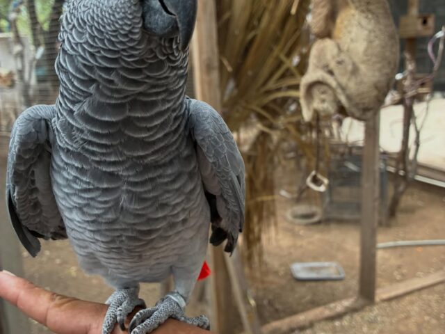 Rex, a hand-reared captive-bred Congo African grey parrot, 0 weeks old