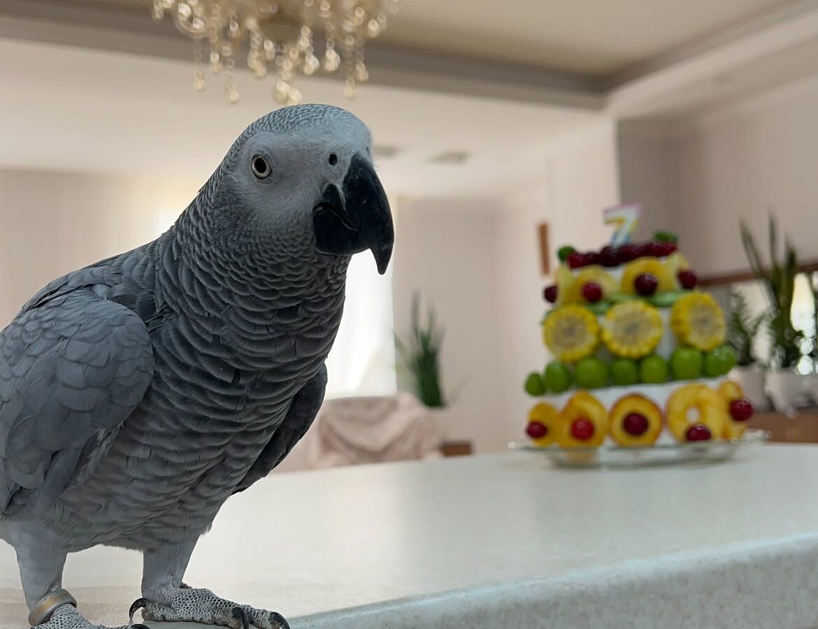 Risin, a hand-reared captive-bred Congo African grey parrot, 20 weeks old