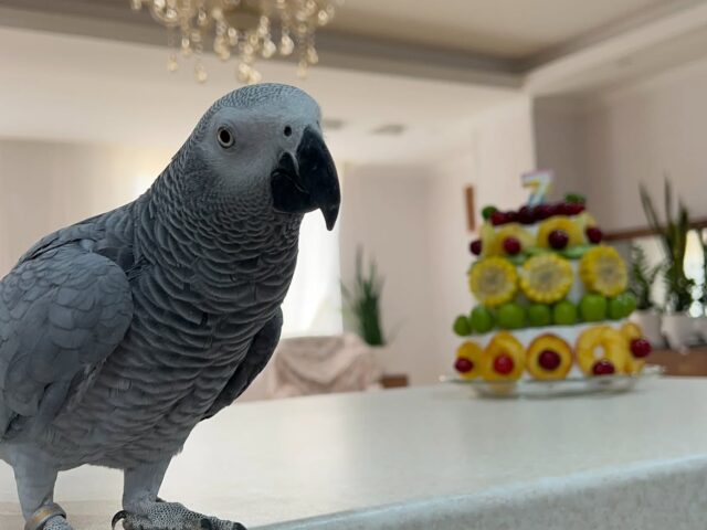 Risin, a hand-reared captive-bred Congo African grey parrot, 20 weeks old